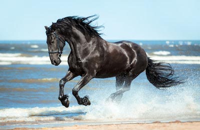 Черный фризский конь бежит галопом на побережье
