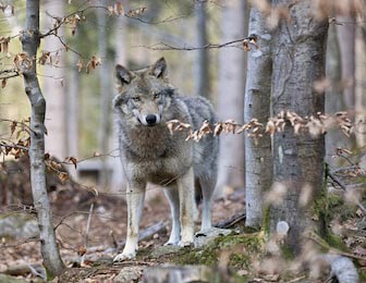 Злой серый волк в пустом осеннем лесу