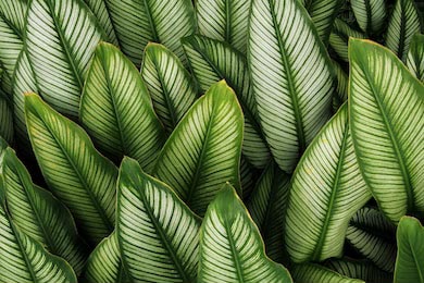 Зеленый тропический лист с белыми полосками
