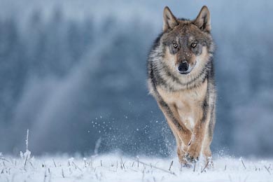 Серый волк бегущий по снегу