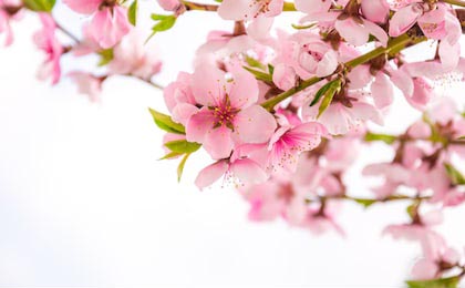 Нежные ветви цветущей сакуры на белом фоне