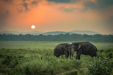 Два шри-ланкийских слона играют в поле