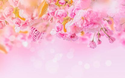 Цветок сакуры и бабочки на розовом фоне 
