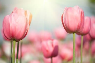 Цветущие весенние тюльпаны в солнечном свете