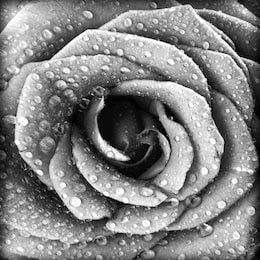 Черно-белая роза с каплями утренней росы