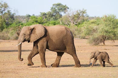Маленький слоник бежит за мамой 