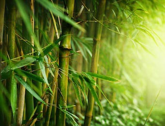 Стволы бамбука с молодыми листьями рано утром