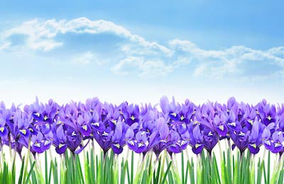 Нарисованные фиолетовые ирисы ранней весной